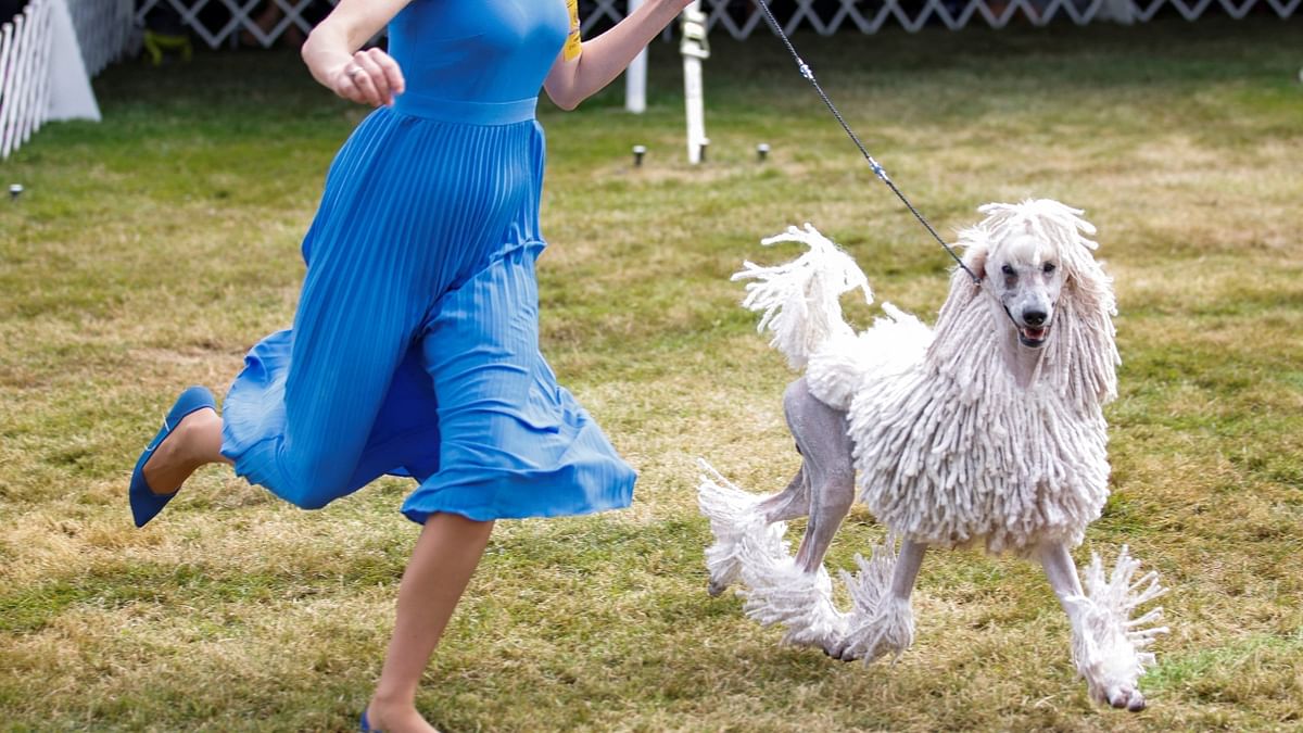 Best photos from Westminster Kennel Club Dog Show